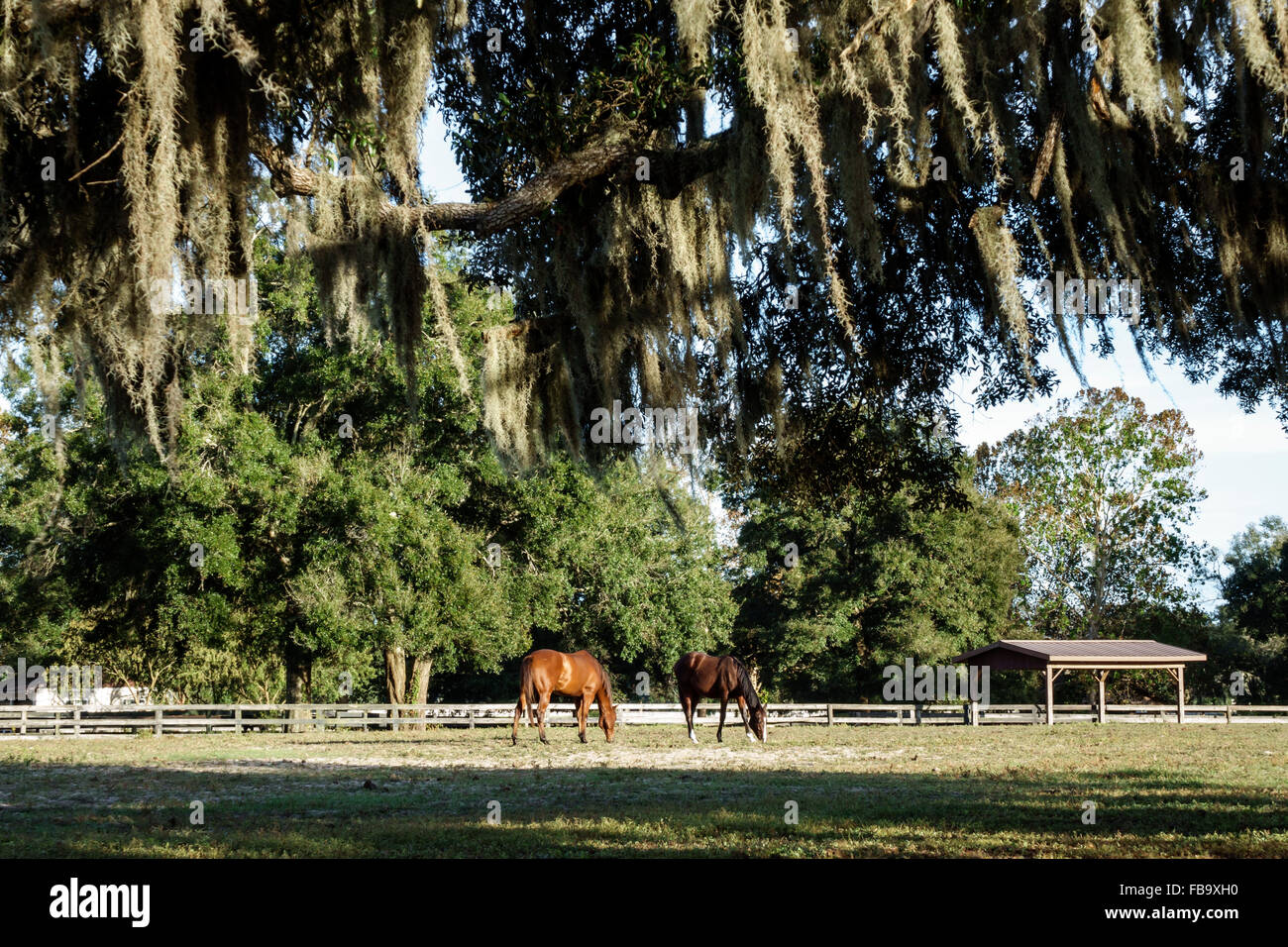 Ocala Florida thoroughbred race horse pasture farm fence Spanish moss