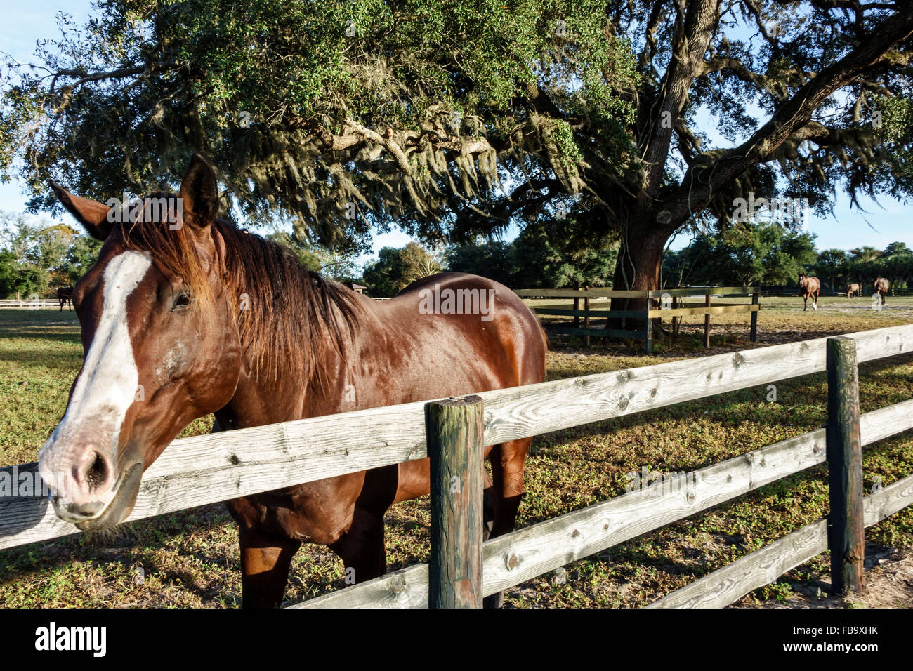 Florida Ocala,retired thoroughbred race horse horses,pasture,farm,fence,Spanish moss,visitors travel traveling tour tourist tourism landmark landmarks Stock Photo