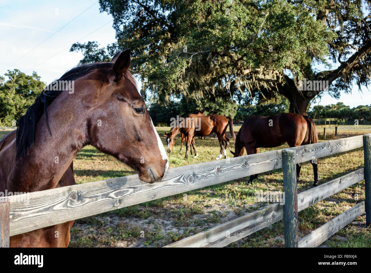 Florida Ocala,retired thoroughbred race horse horses,pasture,farm,fence