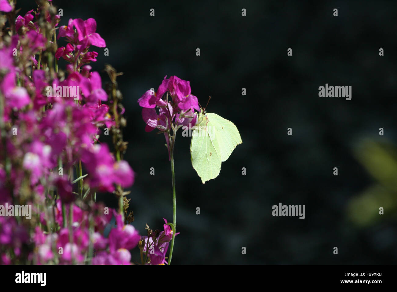 Female brimstone butterfly (Gonepteryx rhamni) on linaria (Linaria 'fairy bouquet') Stock Photo
