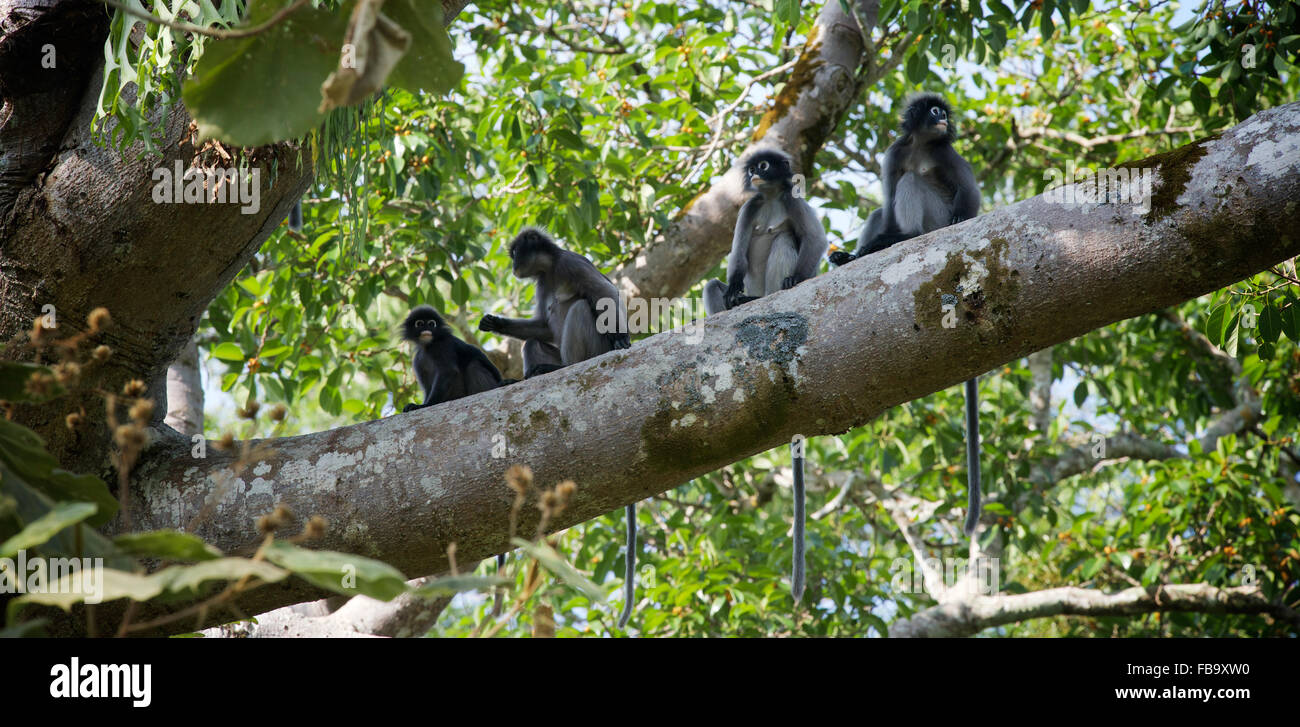 The dusky langur, spectacled langur, or spectacled leaf monkey (Trachypithecus obscurus) is a species of primate in the Cercopit Stock Photo