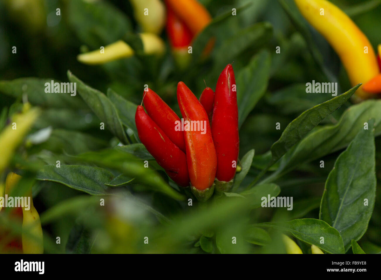 Capsicum annuum l hires stock photography and images Alamy