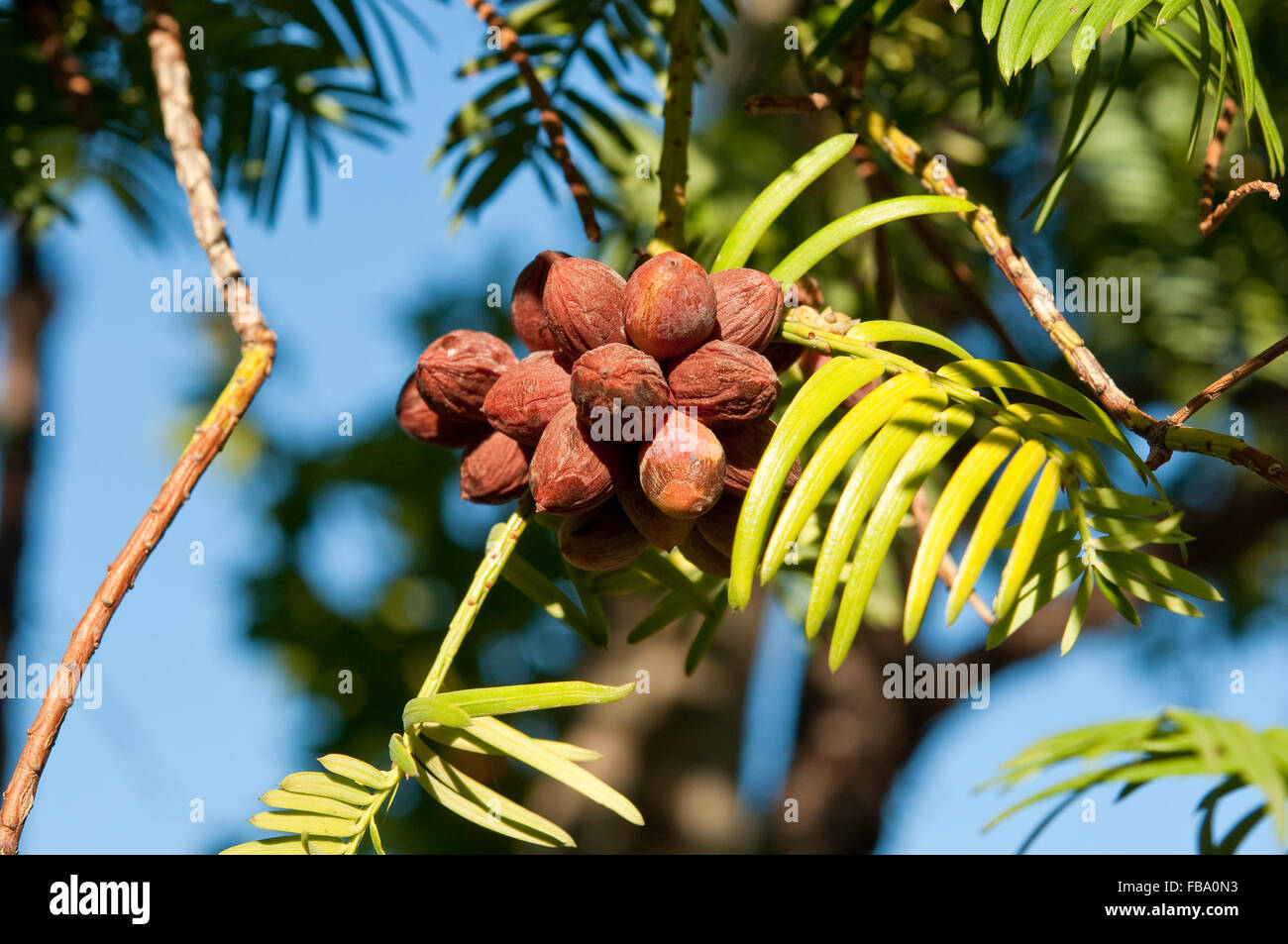 Leaves and fruits of Cowtail Pine, Cephalotaxus harringtonii Stock Photo