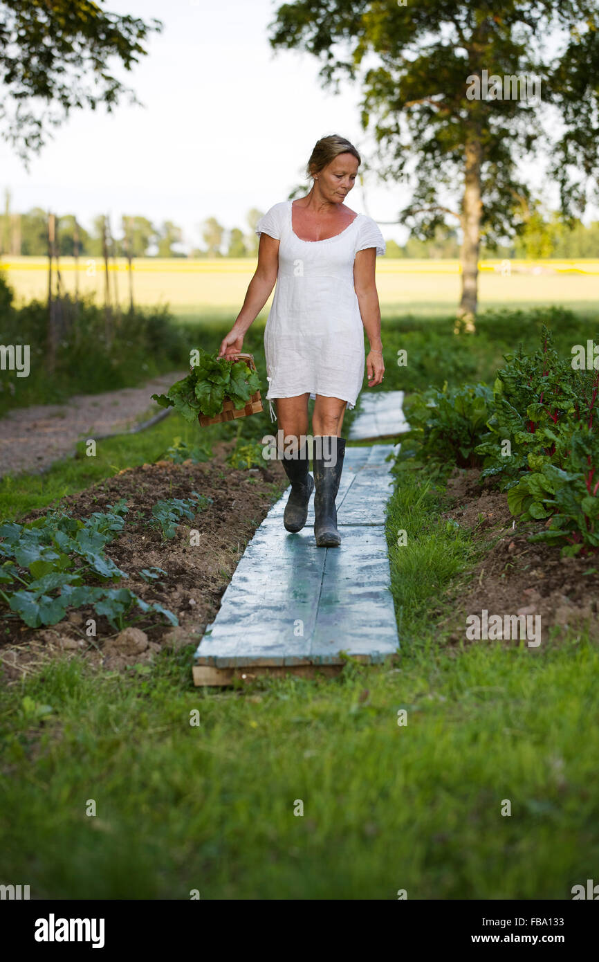 Sweden, Ostergotland, Mature woman harvesting vegetables Stock Photo