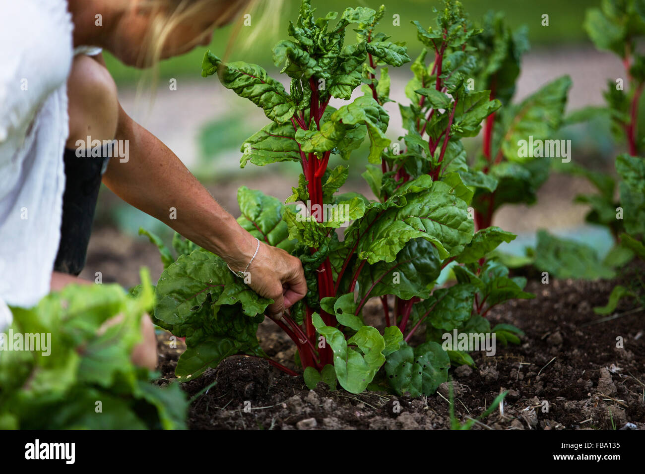 Sweden, Ostergotland, Mature woman harvesting vegetables Stock Photo