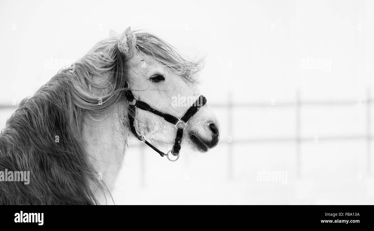 Sweden, Ostergotland, Horse (Equus ferus caballus) in field in winter Stock Photo