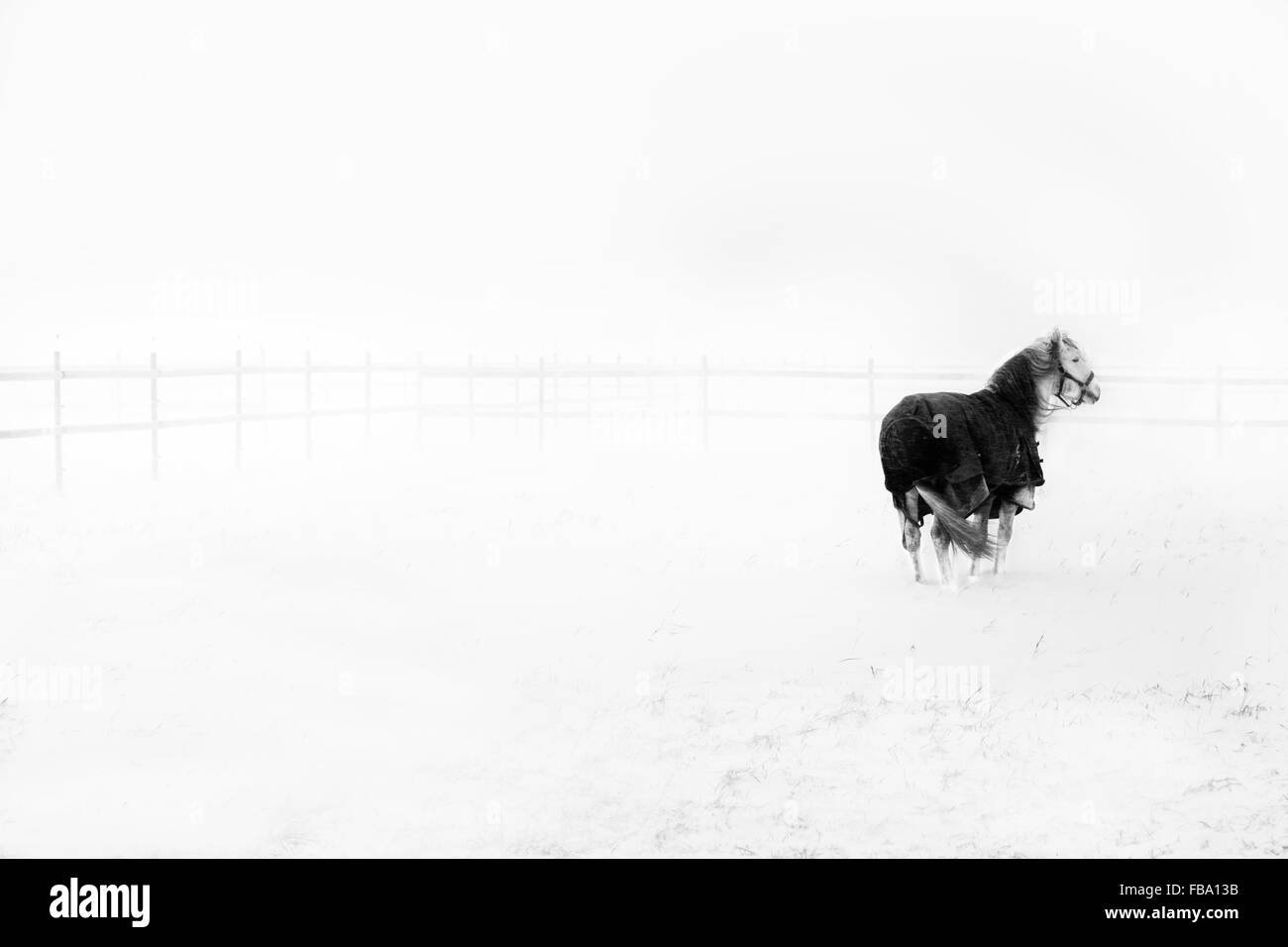 Sweden, Ostergotland, Horse (Equus ferus caballus) in field in winter Stock Photo