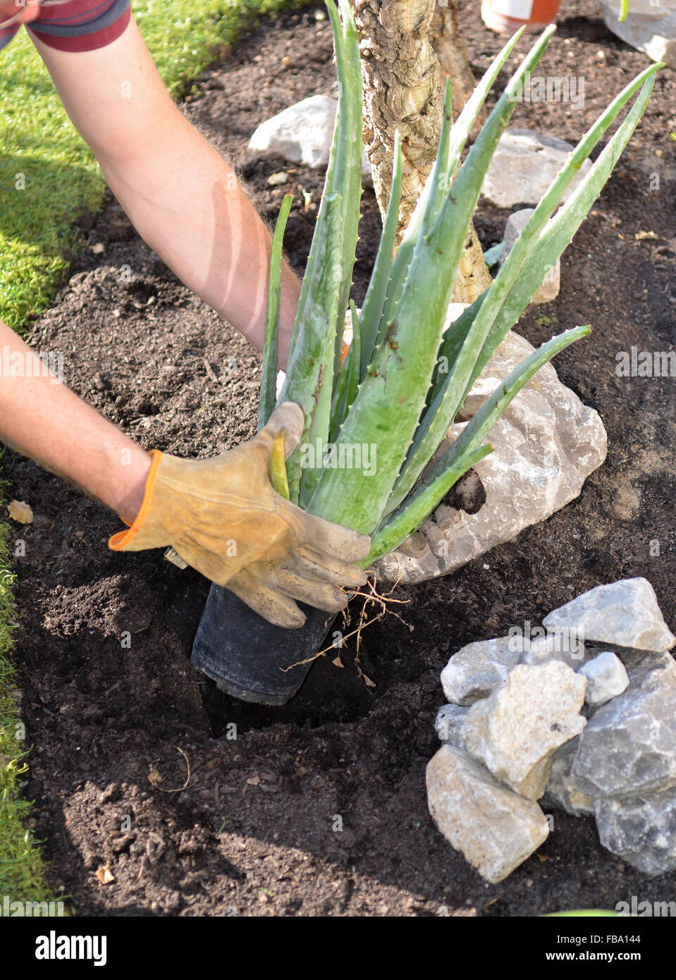 Gloved hands planting an aloe plant in a hole Stock Photo