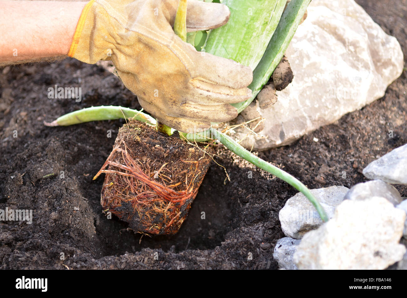Gloved hands planting an aloe plant in a hole Stock Photo
