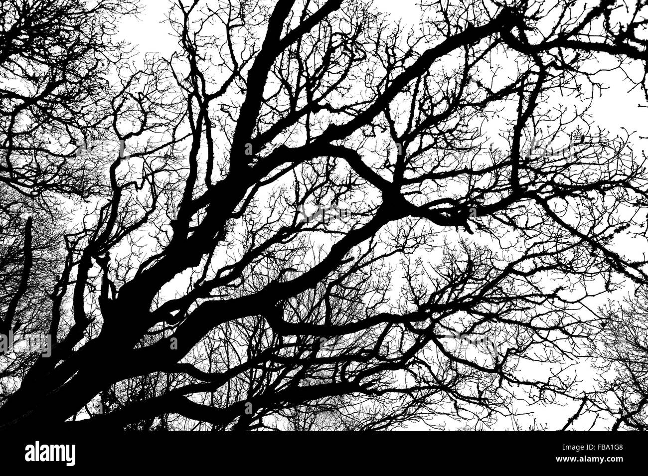 Black and white abstract silhouette of winter tree branches Stock Photo