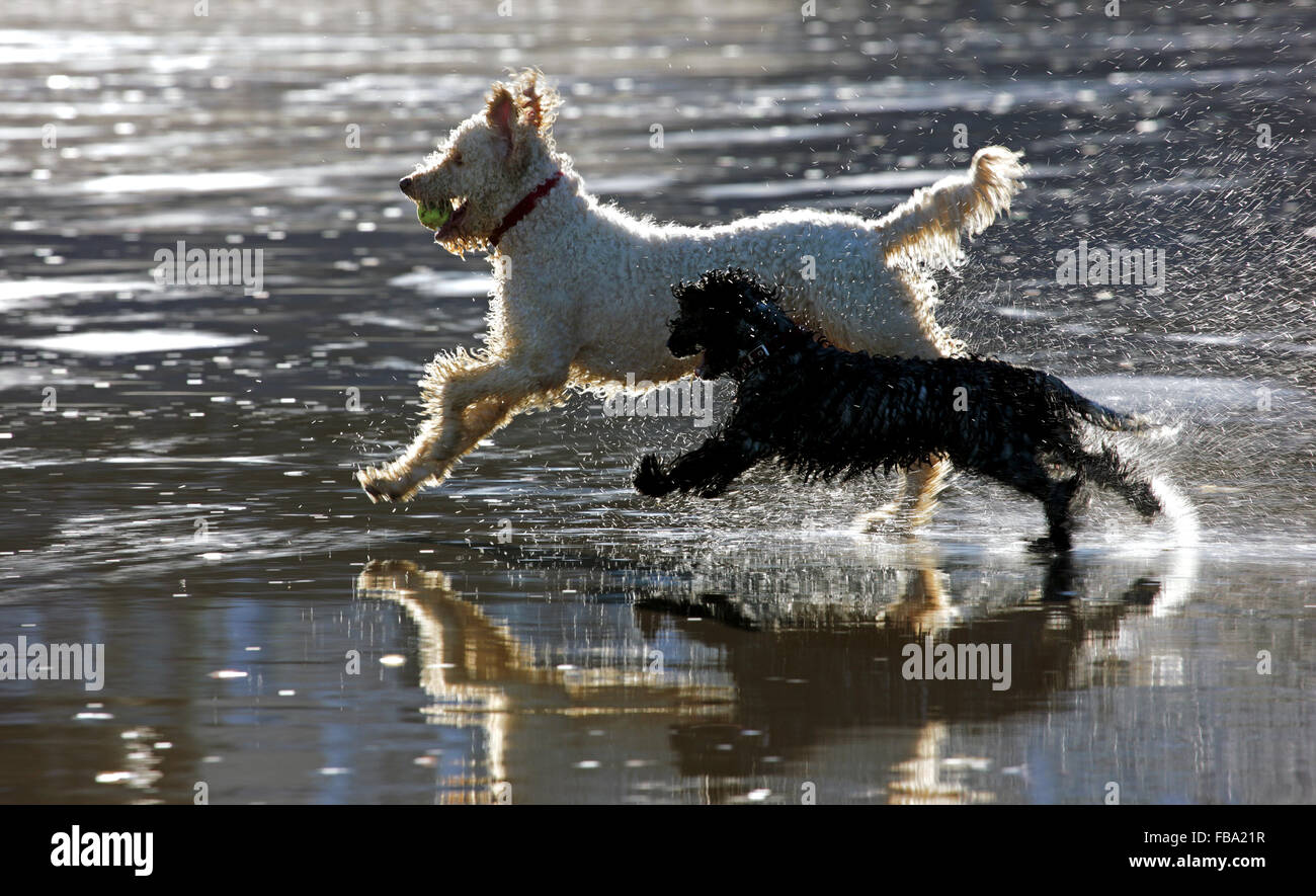 Two dogs enthusiastically enjoying a game of ball on a beach Stock Photo