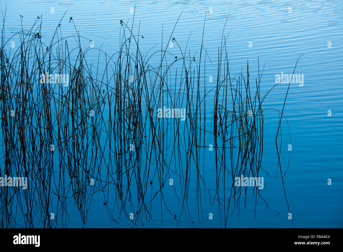 Reed lakes hi-res stock photography and images - Alamy