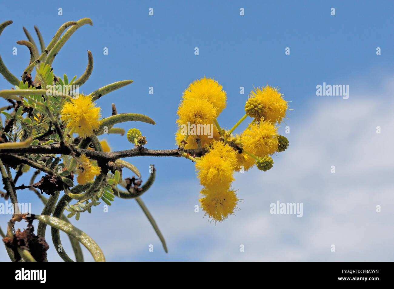 Sweet Thorn tree, Acacia karroo, common in drier parts of Southern Africa Stock Photo