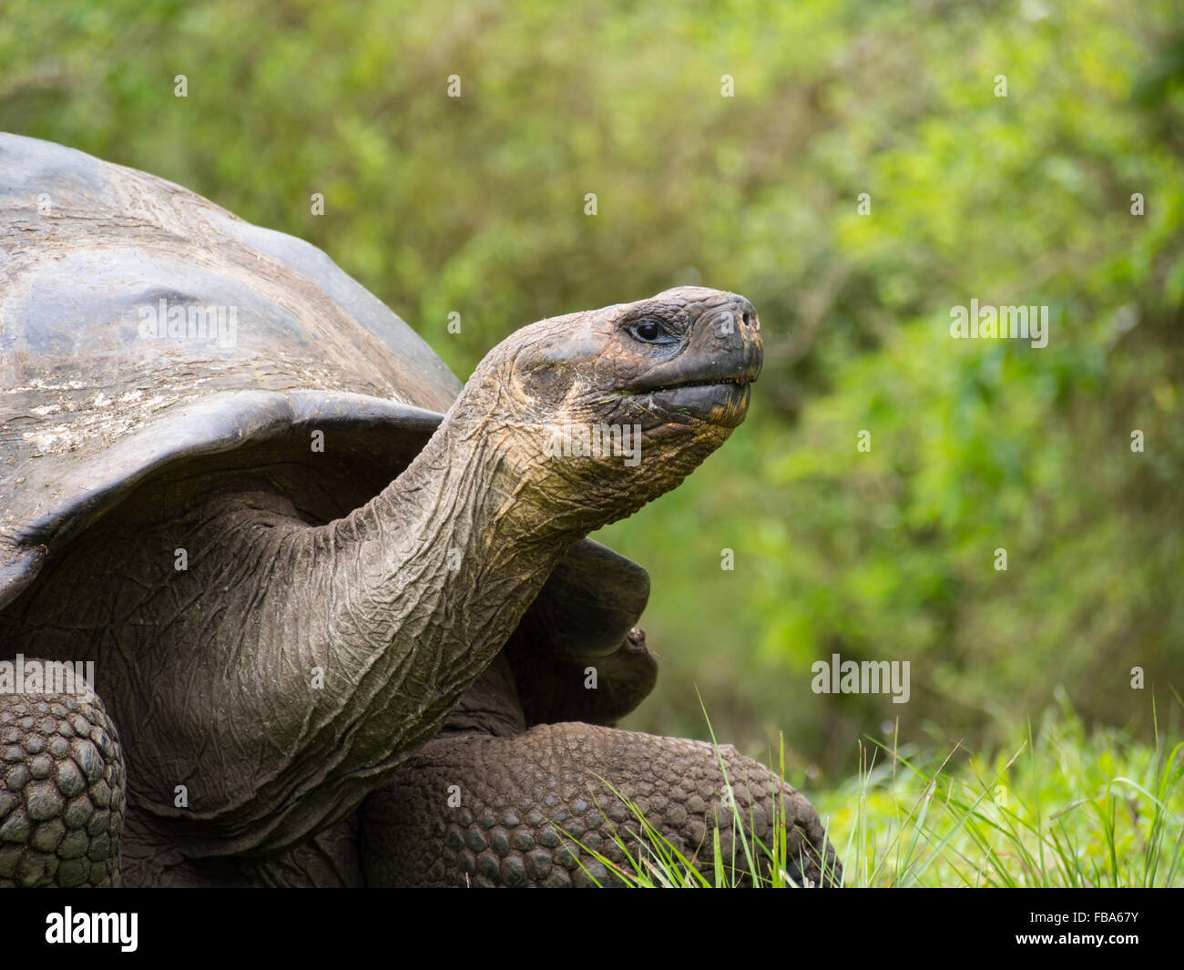 Galapagos Giant Tortoise (Chelonoidis nigra), Santa Cruz Stock Photo