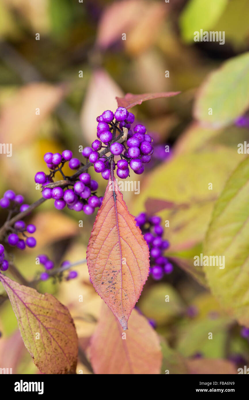 Callicarpa Bodinieri 'Imperial pearl'.  Beautyberry in autumn Stock Photo