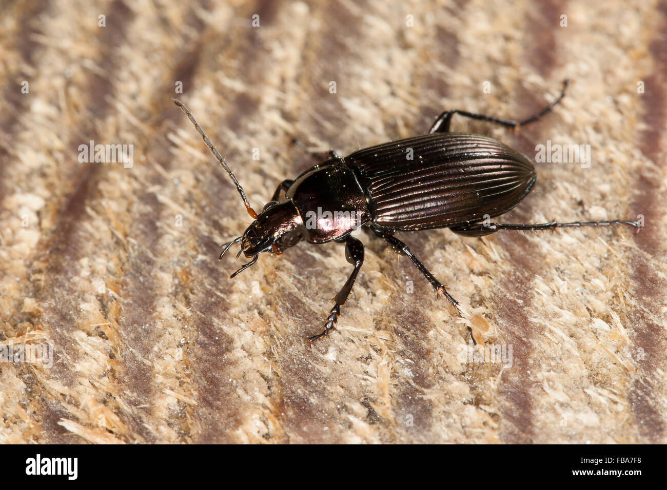 Ground beetle, Kupferfarbener Buntgrabläufer, Grabläufer, Schulterläufer, Buntläufer, Poecilus cupreus, Pterostichus cupreus Stock Photo