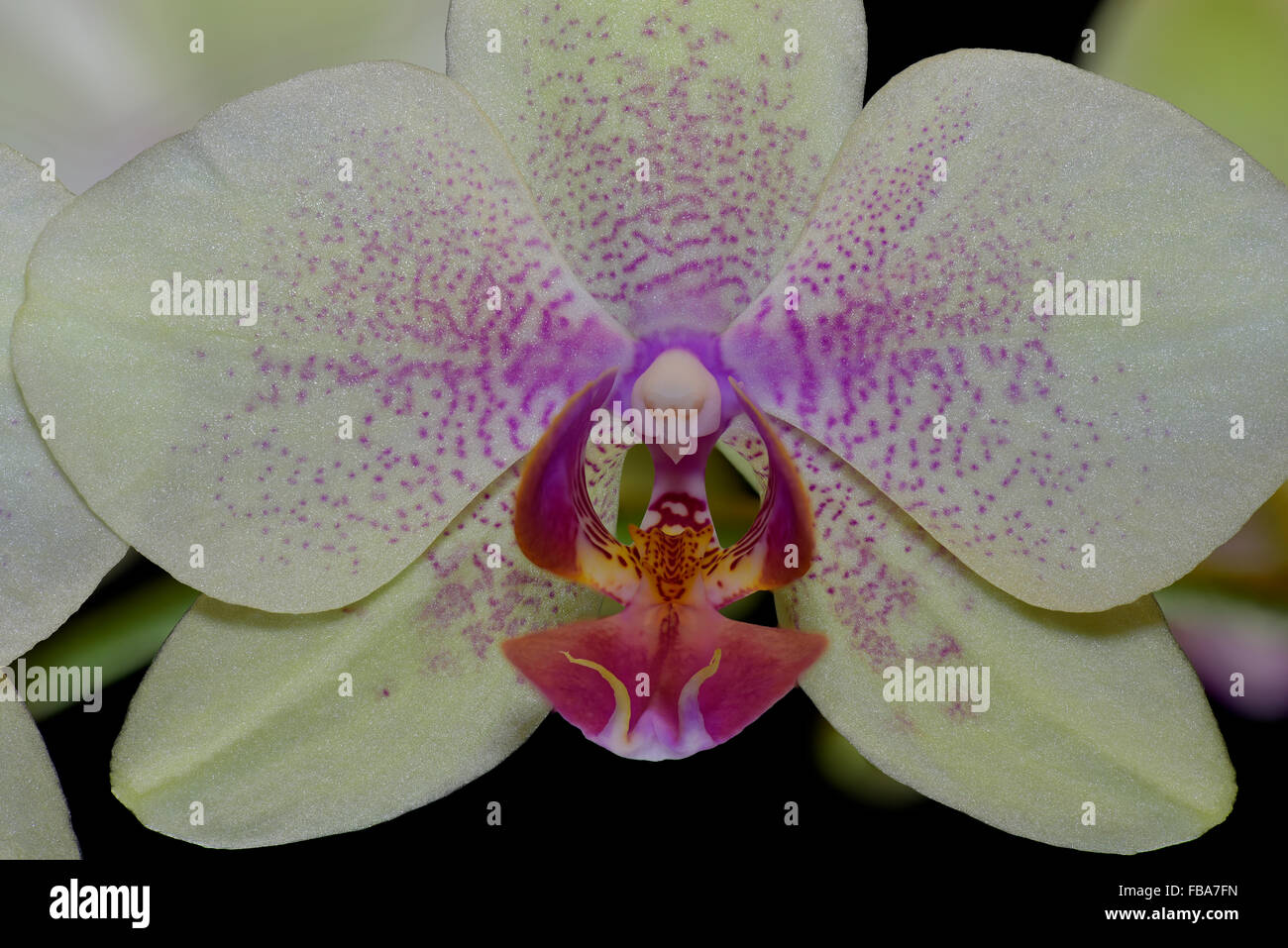 Phalaenopsis moth orchid close up of flower Stock Photo