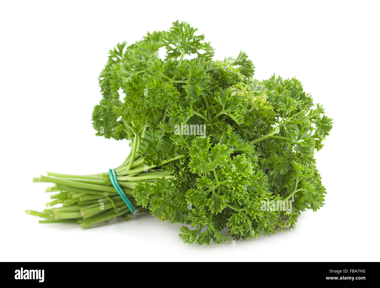 Curly parsley bunch closeup isolated on white Stock Photo
