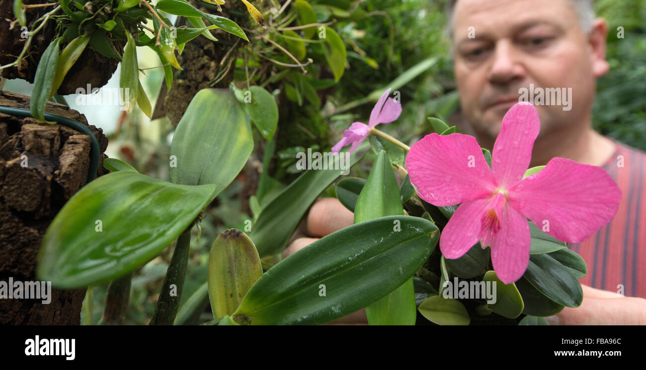 Gardener Mirko Hause inspects an orchid (Sophronitis wittigiana) in the Botanical Gardens at Martin Luther University in Halle/Saale, Germany, 13 January 2016. Flowers and plants bloom and thrive in the garden's greenhouses during winter. There are around 2,000 different types of orchids in the collection. The garden goes back 300 years and is primarily used today by students of the natural sciences. Photo:  Hendrik Schmidt/dpa Stock Photo