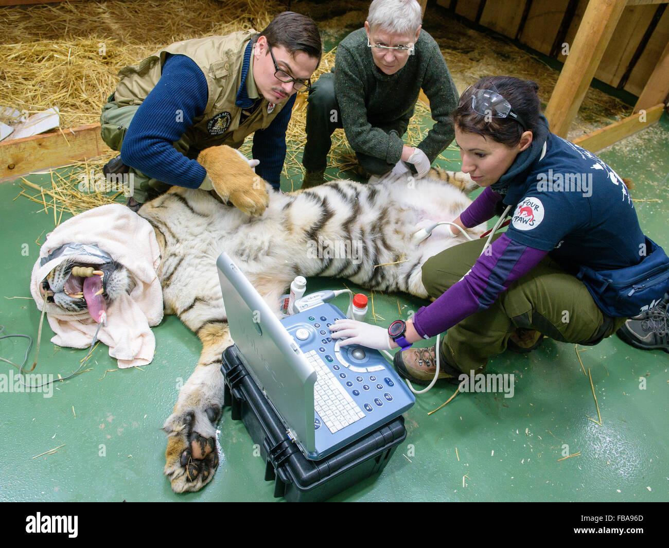 Massweiler, Germany. 13th Jan, 2016. Animal attendant Joerg Bruno