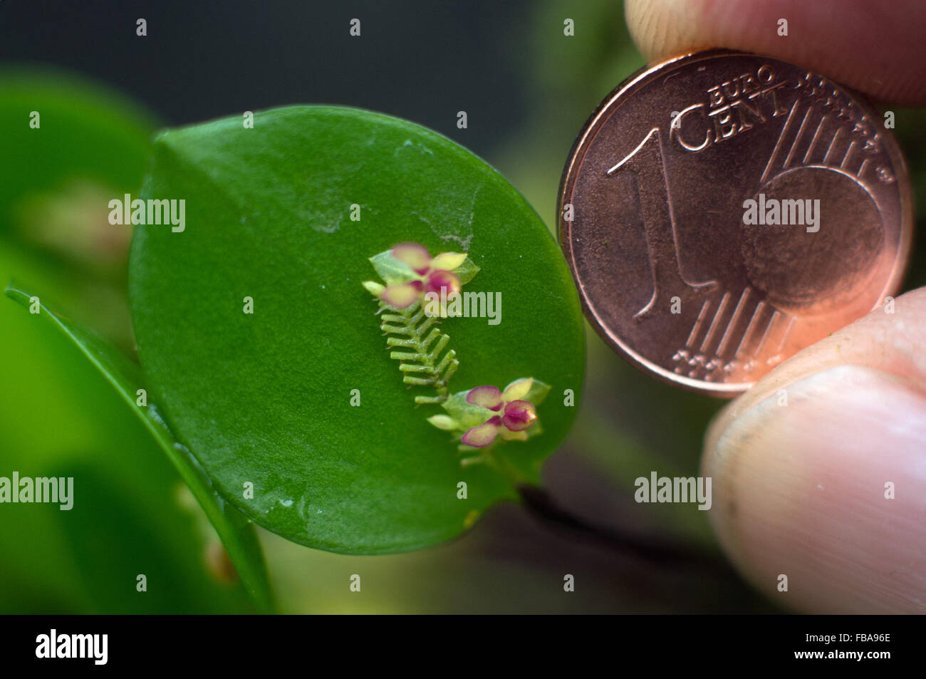 This orchid (Lepanthes) reveals small blossoms in the Botanical Gardens at Martin Luther University in Halle/Saale, Germany, 13 January 2016. Flowers and plants bloom and thrive in the garden's greenhouses during winter. There are around 2,000 different types of orchids in the collection. The garden goes back 300 years and is primarily used today by students of the natural sciences. Photo:  Hendrik Schmidt/dpa Stock Photo