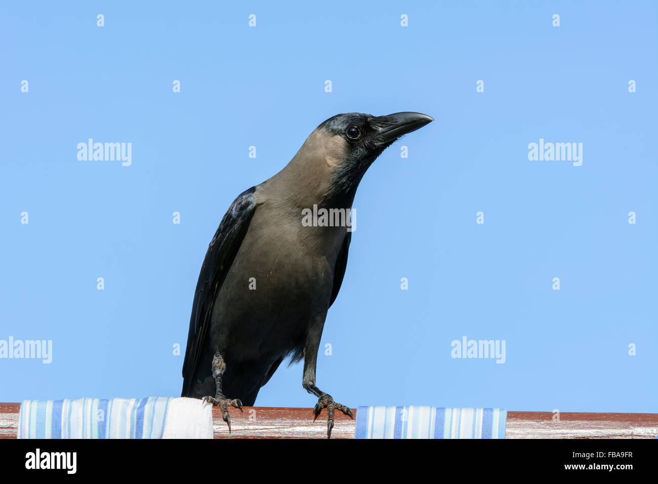 Close up of an Indian House Crow (Corvus splendens), one of the most common birds in Goa, India