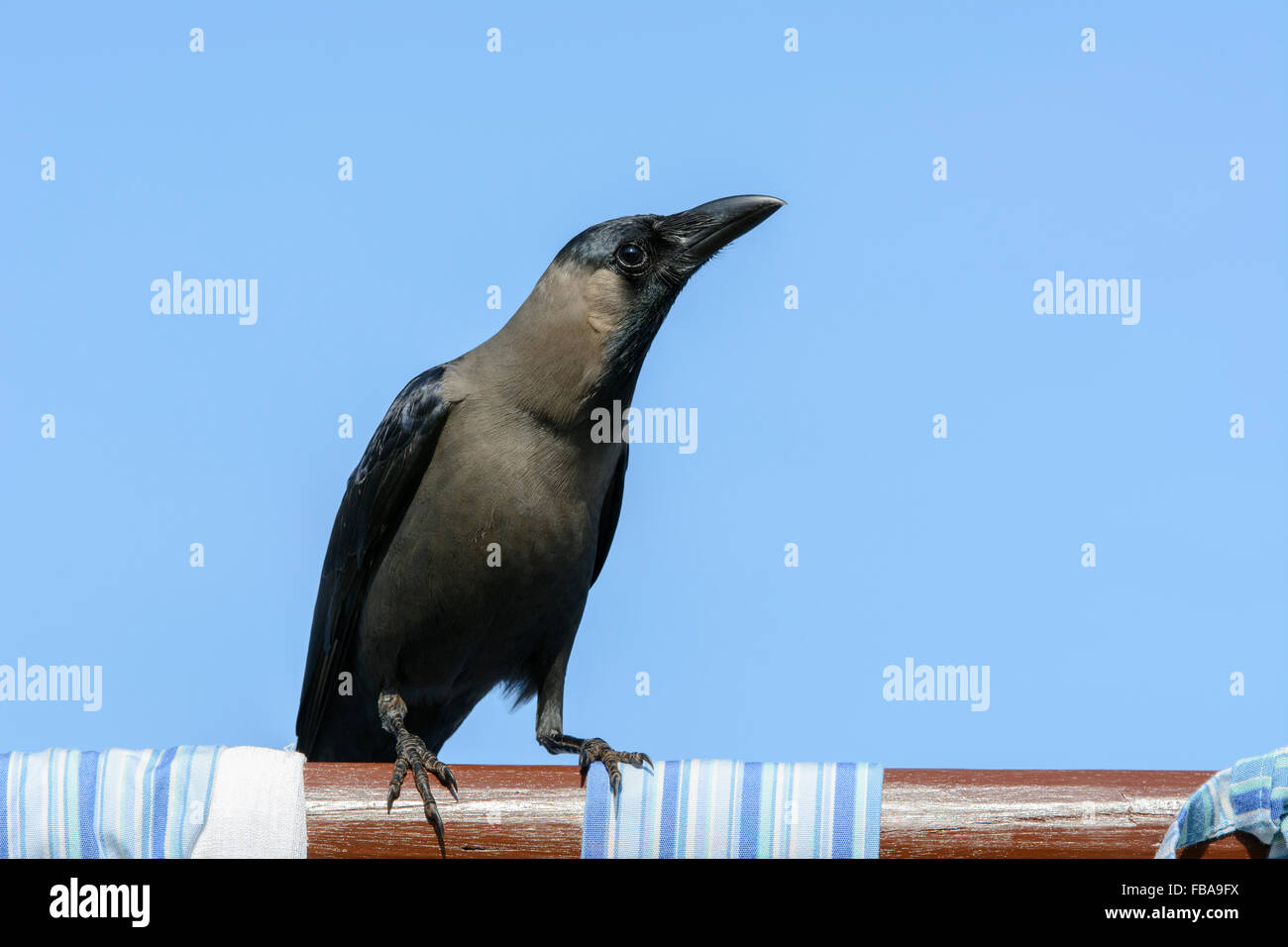 Close up of an Indian House Crow (Corvus splendens), one of the most