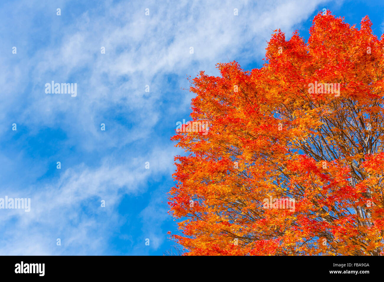 Autumn leaves and blue sky Stock Photo - Alamy