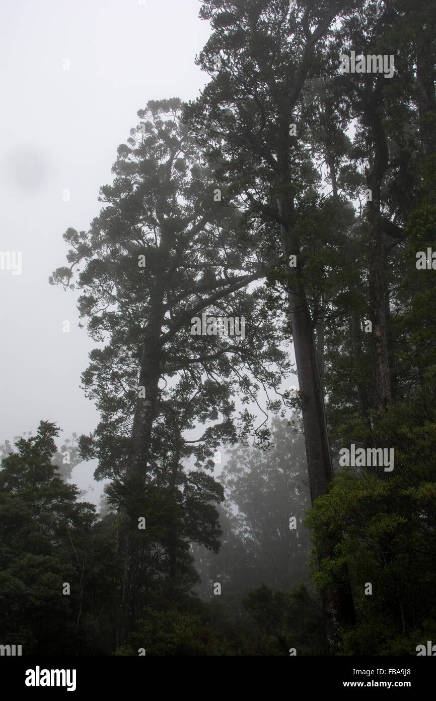 Even in the fog Omahuta Forest is one of the most impressive remaining Kauri forest in New Zealand. Stock Photo