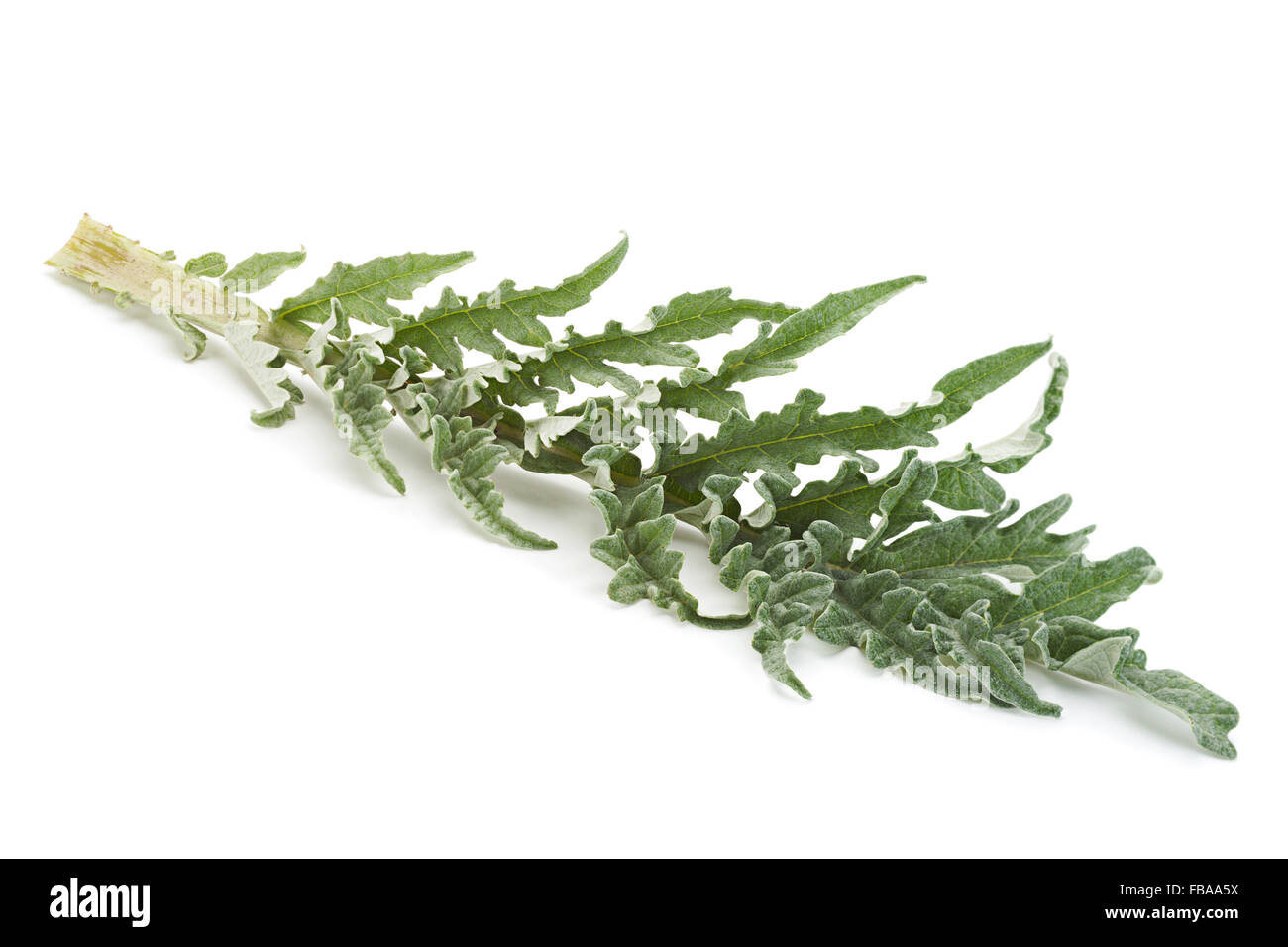 Artichoke leaf closeup isolated on white background Stock Photo Alamy