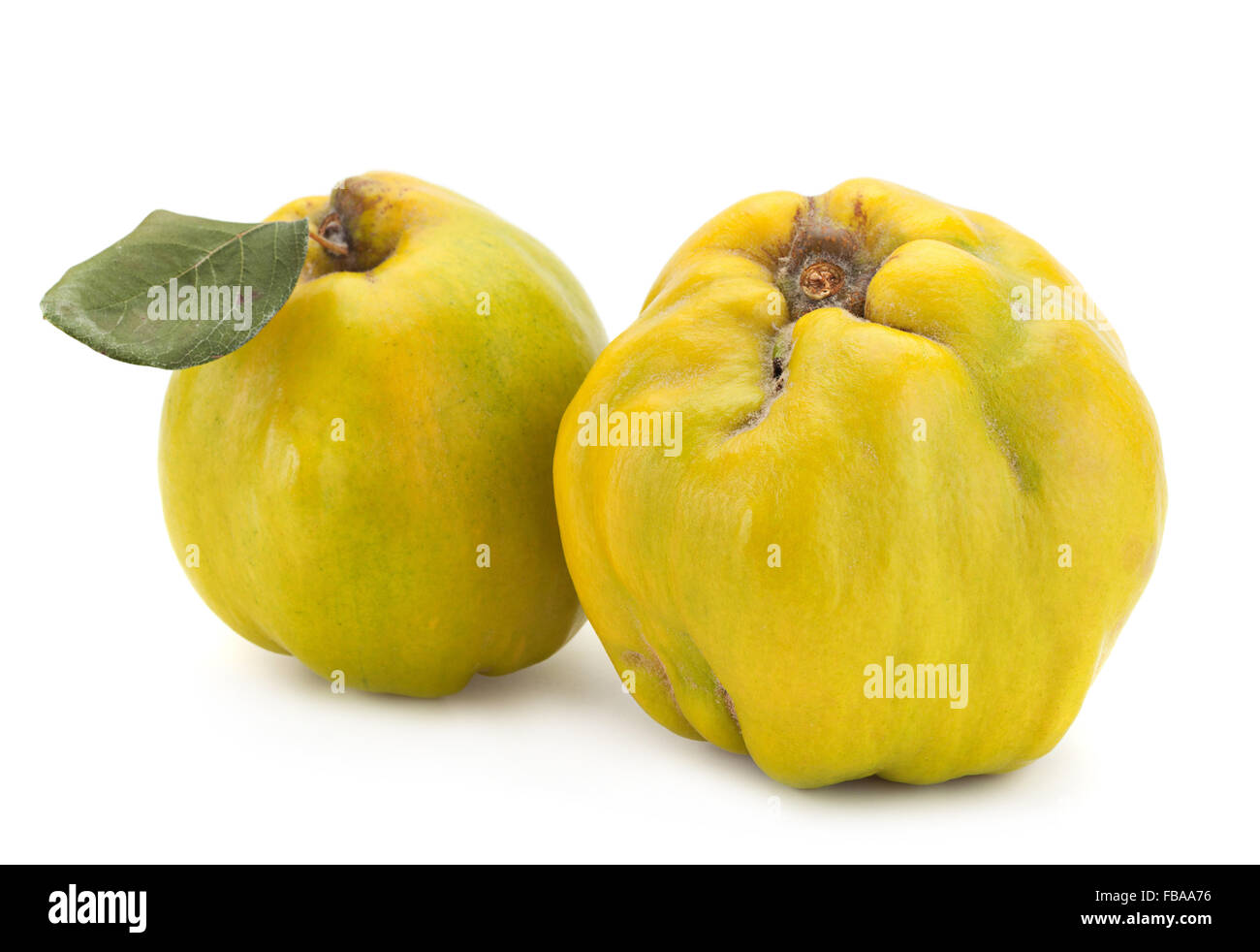 Quince fruit closeup isolated on white background Stock Photo
