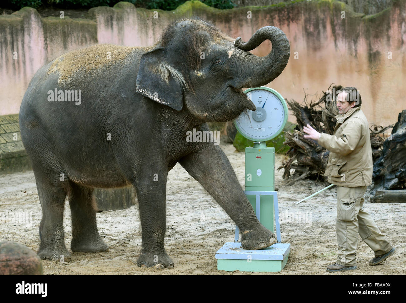 Hanover, Germany. 13th Jan, 2016. Zookeeper Juergen Kruse 'weighs' Asian elephant Manari at the adventure zoo in Hanover, Germany, 13 January 2016. Manari weighs 2,700 kilograms. 2,061 animals of 198 species live in the Hanover Zoo, according to this year's inventory. Photo: HOLGER HOLLEMANN/dpa/Alamy Live News Stock Photo