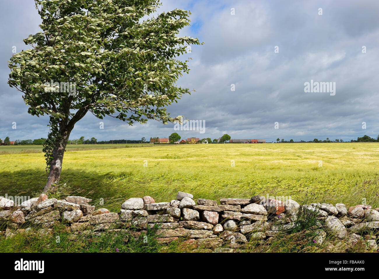 Single tree in the fields hi-res stock photography and images - Alamy