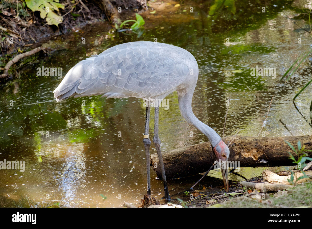 Brolga At David Fleay Wildlife Park Stock Photo 93041135 - 
