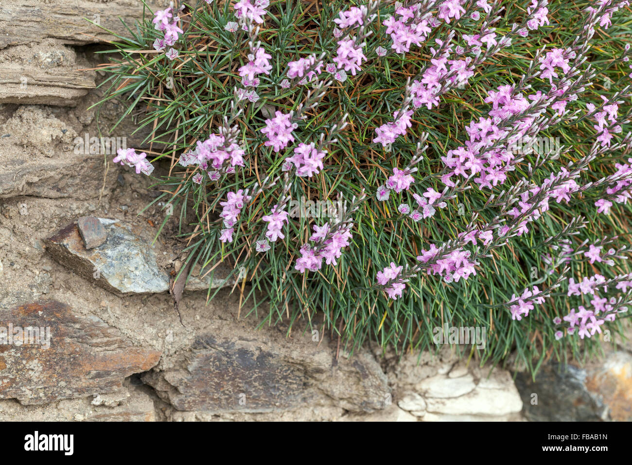 Prickly thrift, Acantholimon acerosum alpine plants rockery stone Stock Photo
