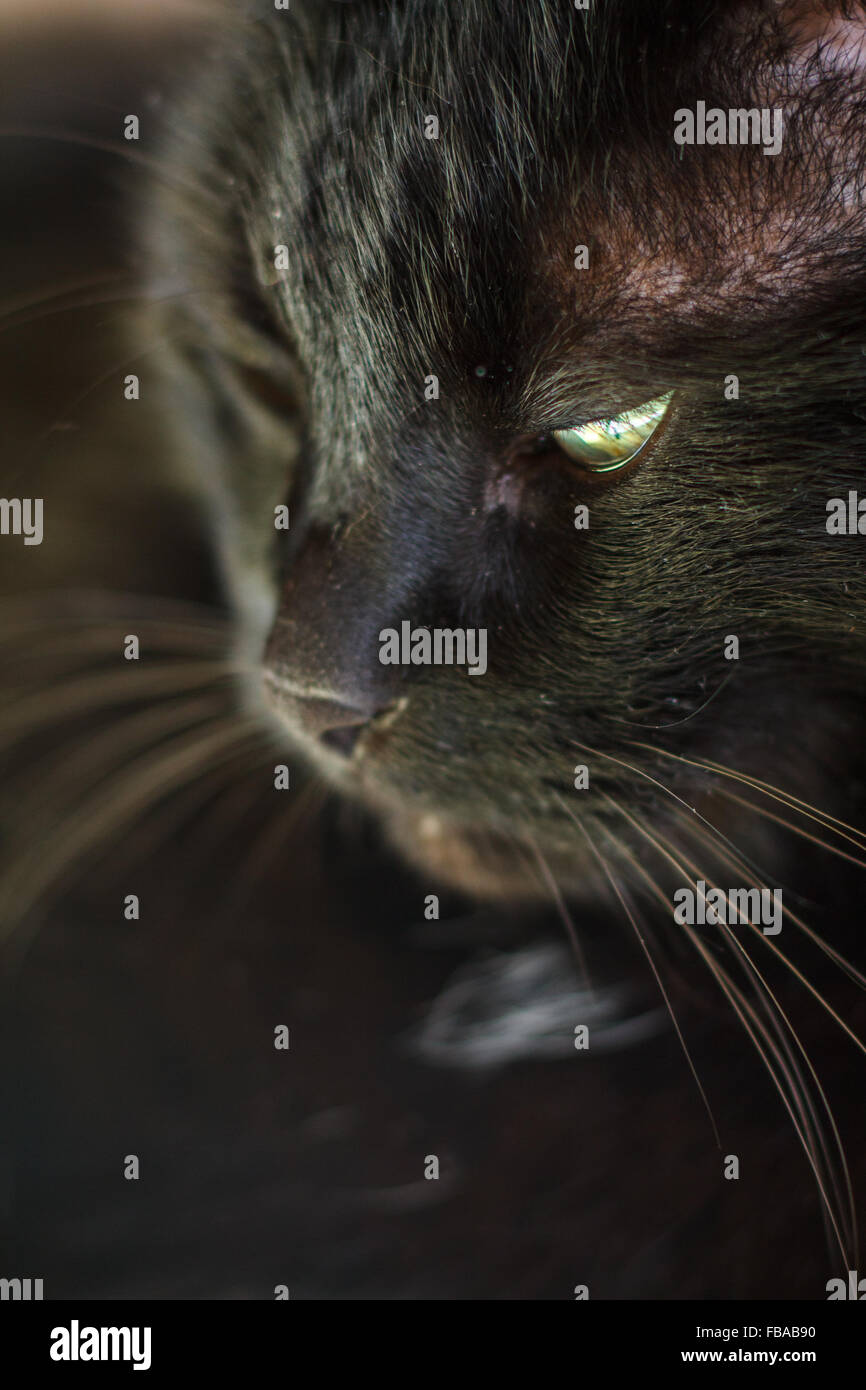Cat / Cat's portrait Stock Photo - Alamy