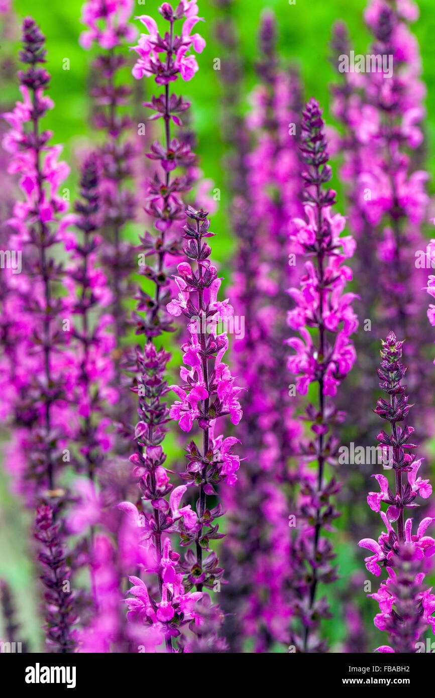 Salvia nemorosa 'Pink Field', woodland sage, Balkan clary Stock Photo