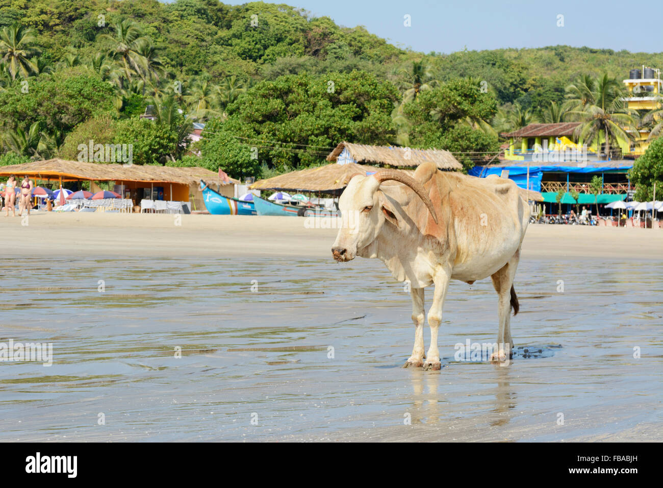 A sacred cow wanders along the shoreline on Arambol beach in North Goa, India Stock Photo