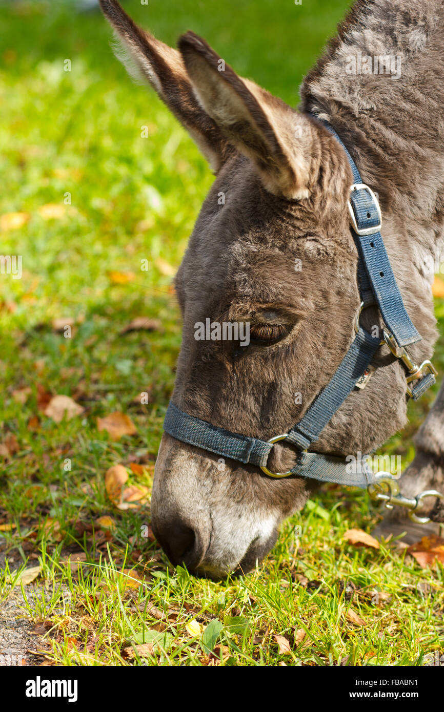 Young donkey eating green grass portrait on a sunny day Stock Photo Alamy