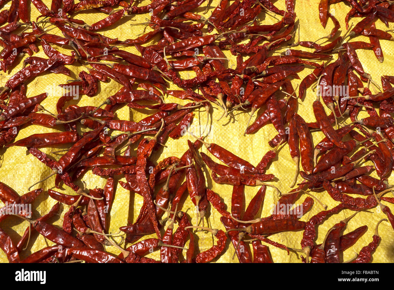 Red chilies drying in the sun, Kerala, India Stock Photo - Alamy