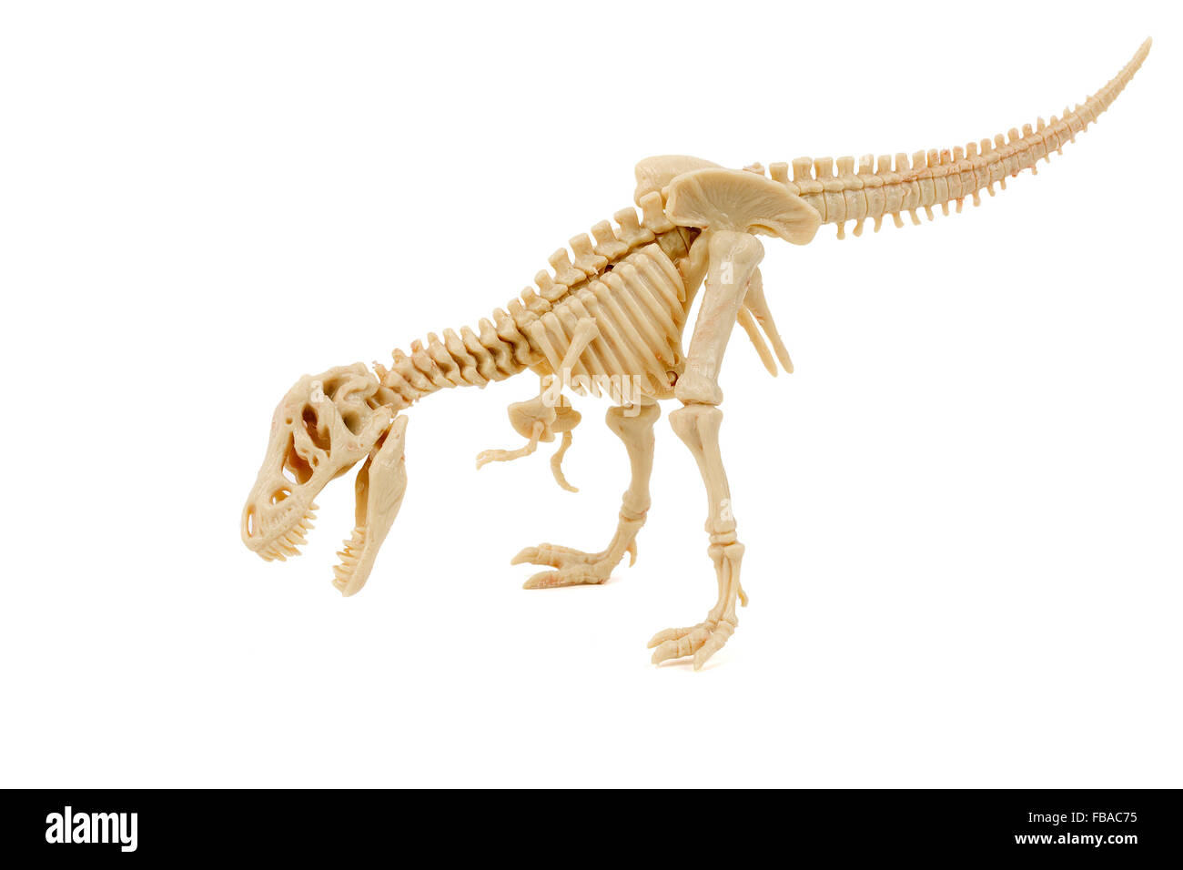 T-Rex Skeleton on a white background Stock Photo