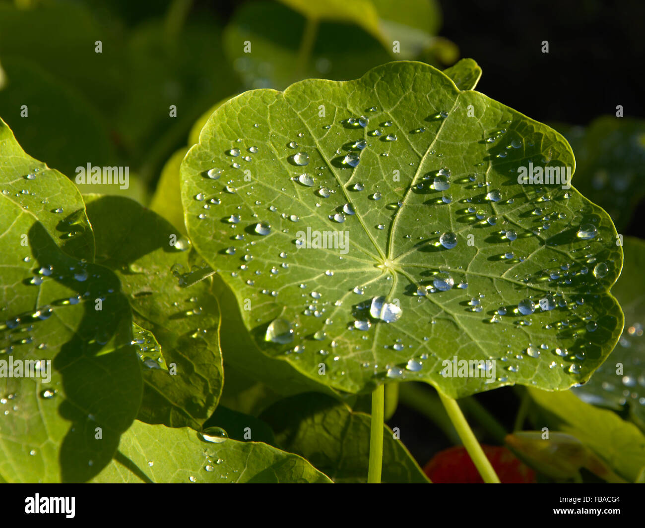 Dew drips on a nasturtium leaf Stock Photo