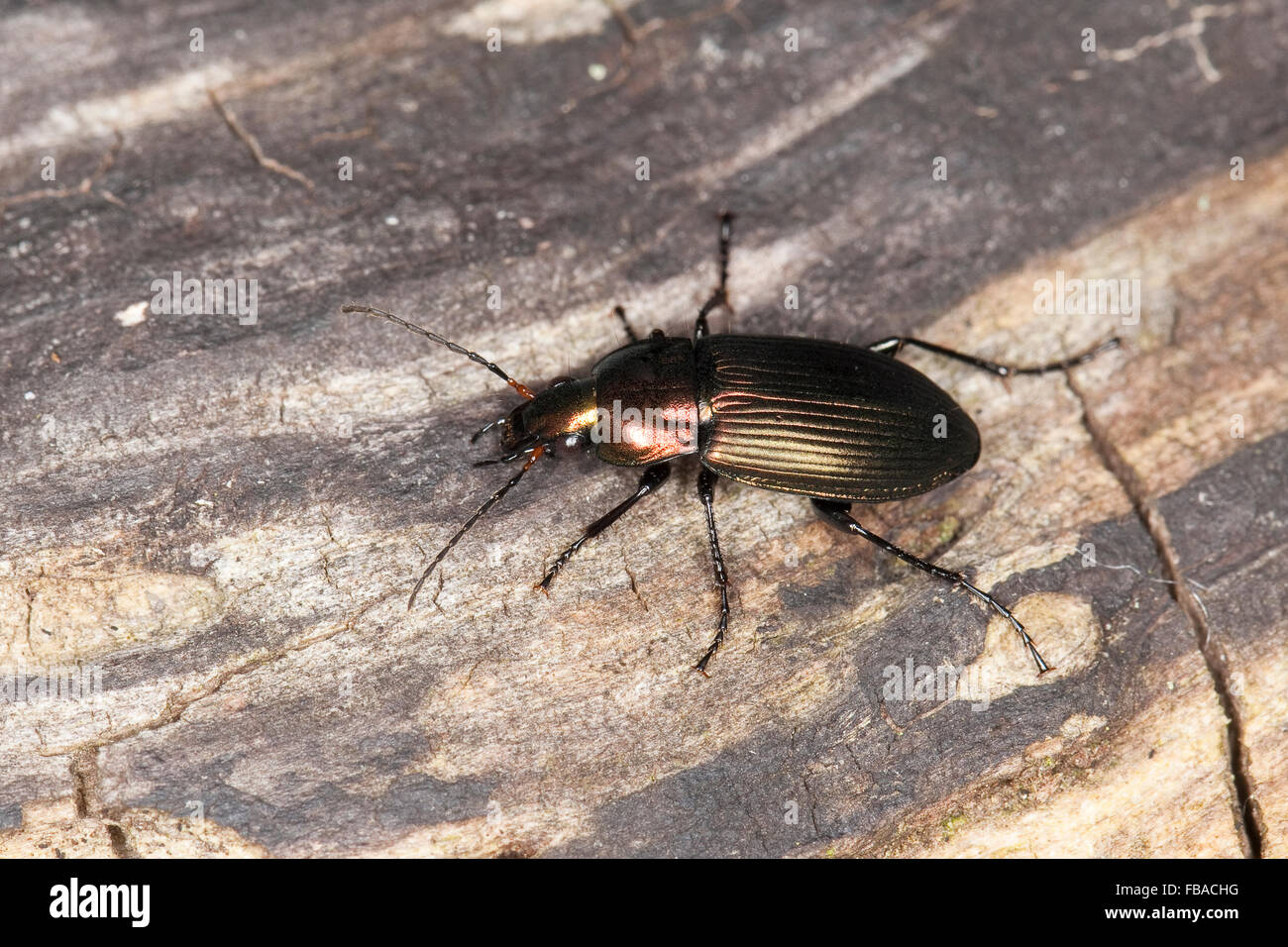 Ground beetle, Kupferfarbener Buntgrabläufer, Grabläufer, Schulterläufer, Buntläufer, Poecilus cupreus, Pterostichus cupreus Stock Photo