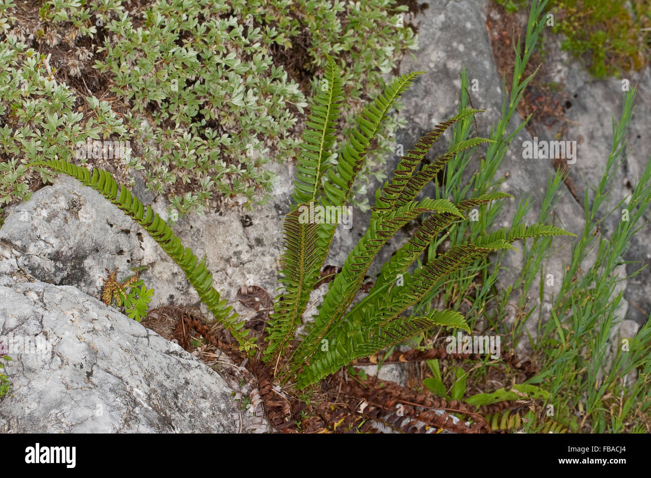 Northern holly fern, Lanzen-Schildfarn, Lanzenschildfarn, Schildfarn, Polystichum lonchitis, Polystichetum lonchitis Stock Photo