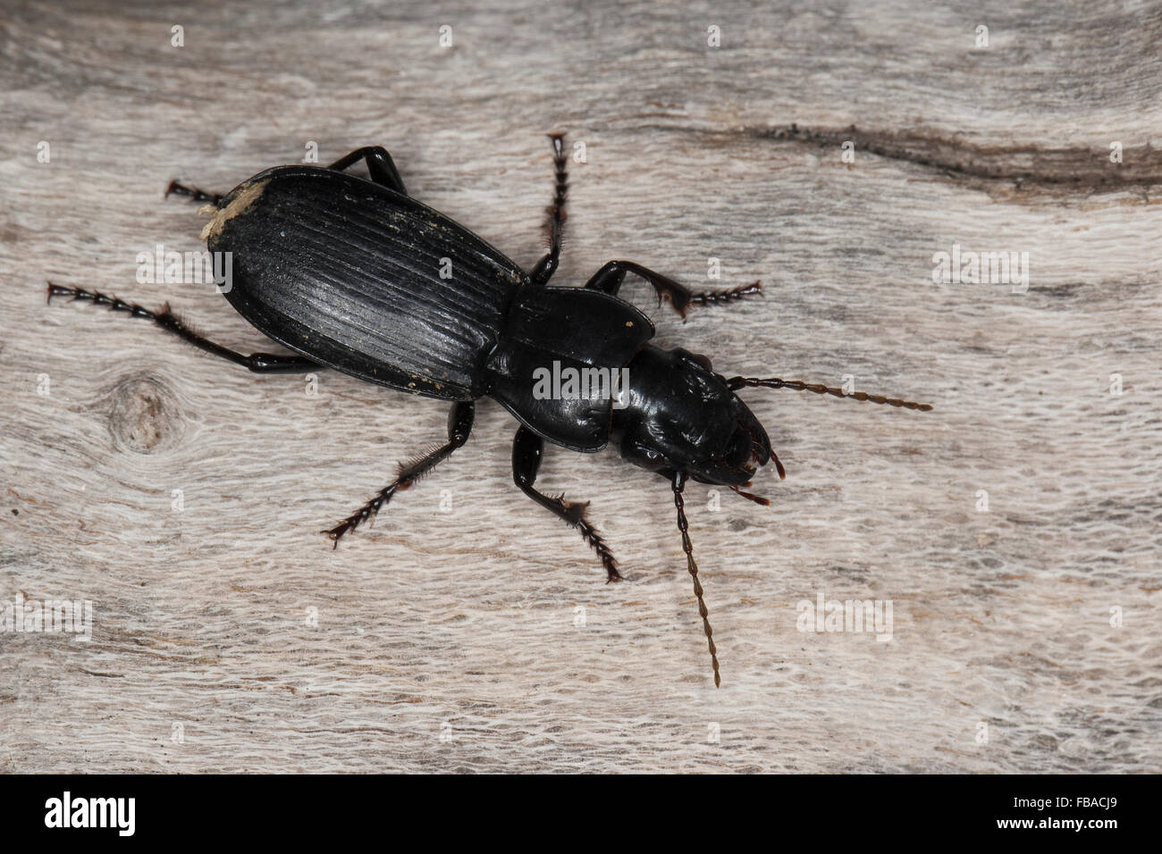Laufkäfer, Percus spec., ground beetle, ground-beetle Stock Photo