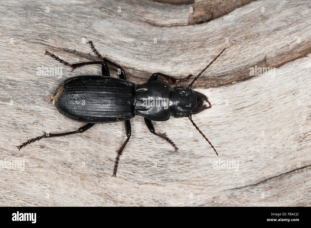 Laufkäfer, Percus spec., ground beetle, ground-beetle Stock Photo