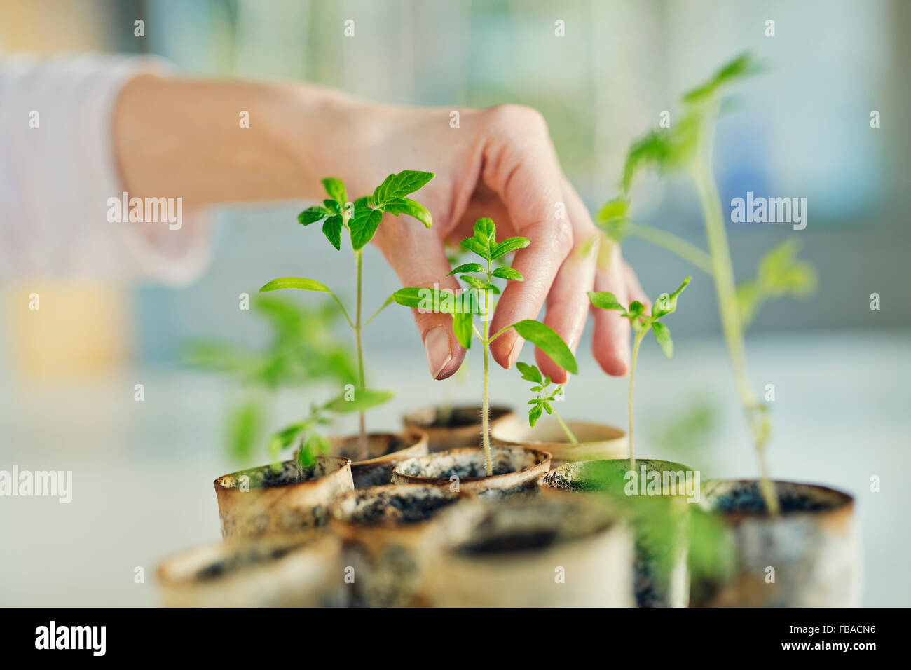 Finland, Woman´s hand holding tomato seedling Stock Photo - Alamy