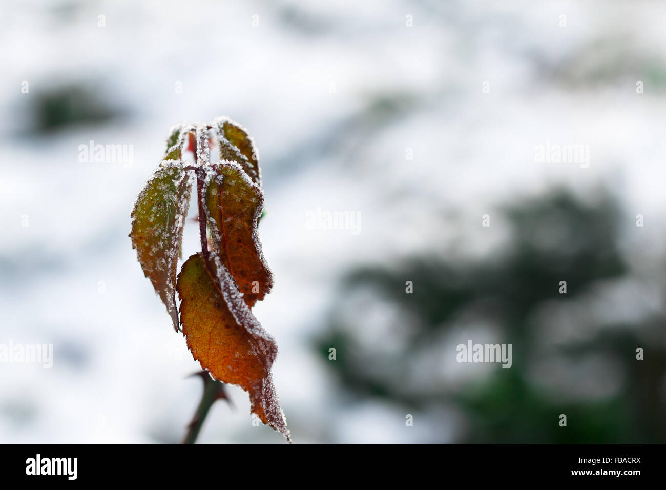 The frost on the leaves. Frozen leaf under the snow Stock Photo - Alamy