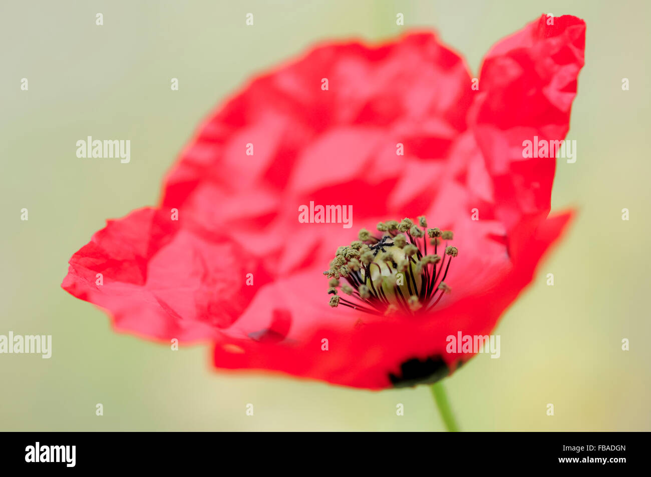 Red Poppy flower with a clear, pale background. Stock Photo