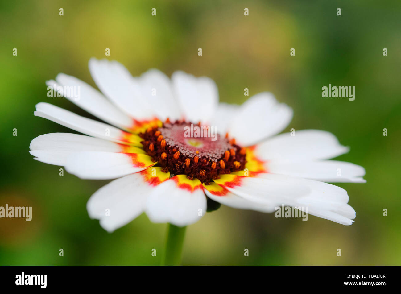 Chrysanthemum carinatum. A beautiful summer annual. Stock Photo